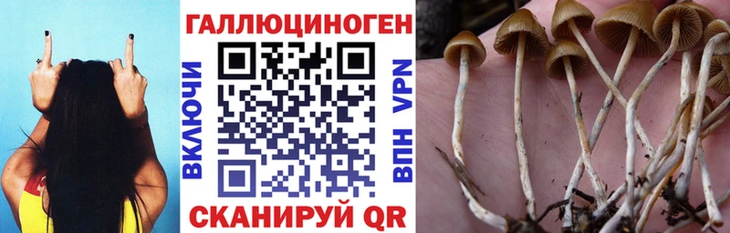 Псилоцибиновые грибы GOLDEN TEACHER  Купить  Куртамыш 